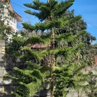 کاج مطبق ۴/۵متری