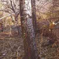 چوب یا درخت کبوتر