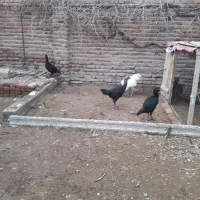 مرغ و خروس لاری