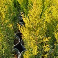 لاوسون سطل ۱۰