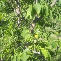 دسکنه نخود