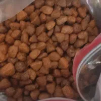 مقداری خاک و غذای خشک گربه