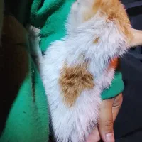 گربه DSH