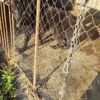 سگ ژرمن شپرد|سگ|رودسر, |دیوار