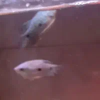 ۲عدد ماهی زیبا