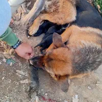 واگزاری دوعدد ژرمن ماده|سگ|سبزوار, شرق کال عیدگاه|دیوار