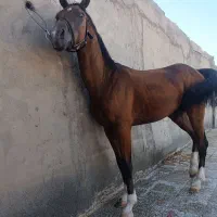 اسب
