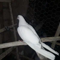 ۷ عدد کفتر پرشی