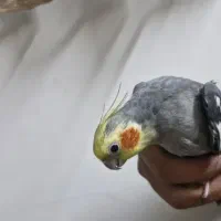 جفت عروس هلندی|پرنده|مشهد, شهرآرا|دیوار