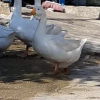 قوغاز اکراینی