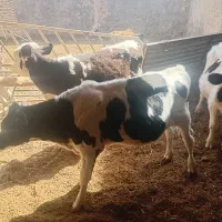 گوساله  فروشی