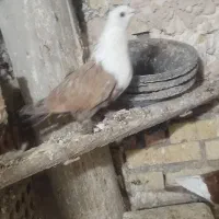 جفت کربلایی