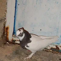 طوق سرکه ای|پرنده|مرودشت, سهلآباد|دیوار