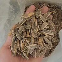 تخمه کانادایی