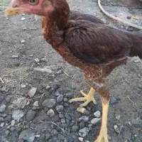 تیش چابهاری بلند با خروس فوری