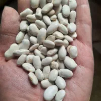 لوبیا سفید بذری