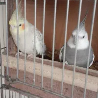 عروس هلندی مولد