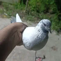 کفتر کله دار
