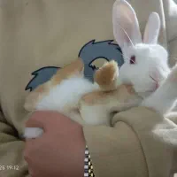 خرگوش|موش و خرگوش|لاهیجان, طالقانی|دیوار