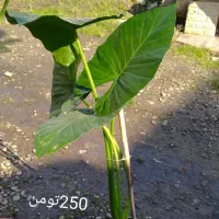 گل فروشی|گل و گیاه طبیعی|لاهیجان, آهندان|دیوار