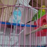 شوش|پرنده|کرخه, |دیوار