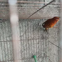 قناری سوخته نرآماده جوان رنگ طبیعی بدون رنگدانه