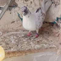 نروماده|پرنده|خاوه, |دیوار
