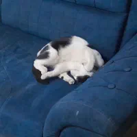 گربه ی گمشده