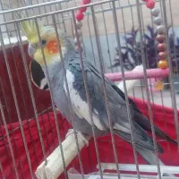 پرنده|پرنده|تهران, نعمتآباد|دیوار