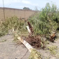 فروش چوب اکالیپتوس