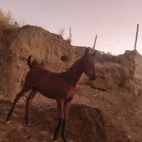 کره مادیان پنج ماهه قره کهر نوه سیوان فیضی
