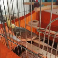 عروس هلندی|پرنده|کلاچای, |دیوار