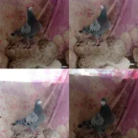 کبوتر|پرنده|دهدشت, |دیوار