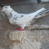 کبوتر دم سرور نر