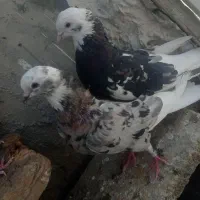 یه جفت شازه سرور تازه بالغ شدنه|پرنده|تهران, اتابک|دیوار