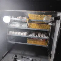 دستگاه جوجه کشی۸۰۰ تایی|لوازم جانبی حیوانات|بناب, |دیوار