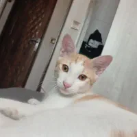 گربه نره اسکاتیش ۵ ملییون