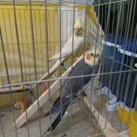 عروس هلندی|پرنده|پیرانشهر, |دیوار