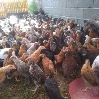 مرغ خروس جوجه محلی|حیوانات مزرعه|گرگان, |دیوار