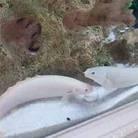 پولی آلبینو