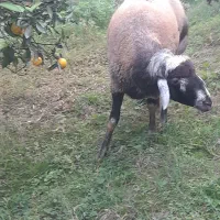 گوسفند نر تخمی|حیوانات مزرعه|قائم‌شهر, |دیوار