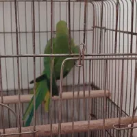 پرنده|پرنده|صائین قلعه, |دیوار