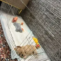 قفس سگ|لوازم جانبی حیوانات|ری, ظهیرآباد|دیوار