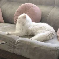 واگذاری گربه پرشین کلاسیک نر