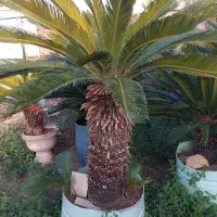 فروش گل سیکاس در حومه  رشت