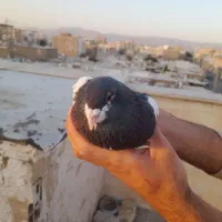 کفتر سیاهپوش جفت نر|پرنده|محمدیه-قزوین, |دیوار
