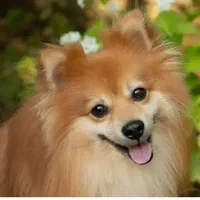 واگذاری سگ پامر