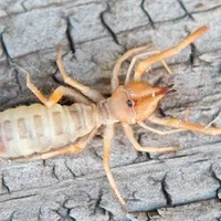 سمپاشی منازل|خدمات نظافت|ایوان, |دیوار