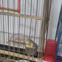 عروس هلندی|پرنده|کنگاور, |دیوار