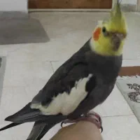 جفت عروس هلندی نر کاملا اهلی